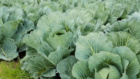 Cabbage growing in a farmer's field. Stock Footage 73879331