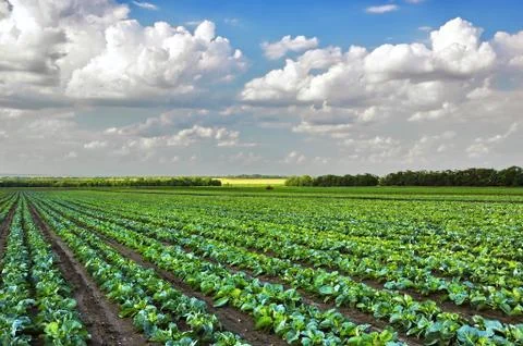 Cabbage growing on the field Stock Photos