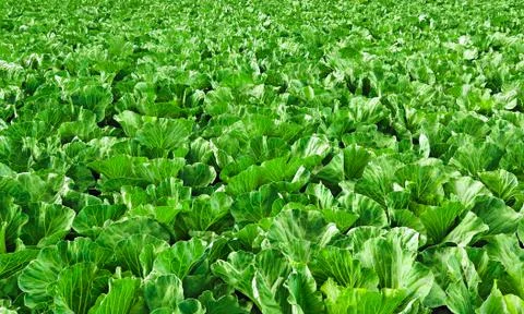 Cabbage growing in a field Stock Photos