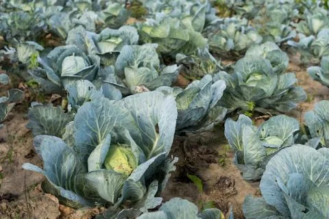 Cabbage growing in the field Stock Photos