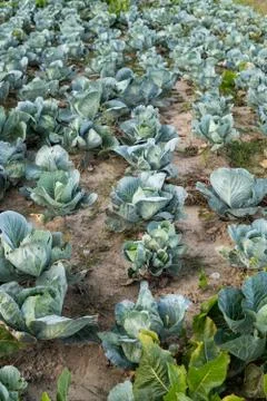 Cabbage growing in the field Stock Photos