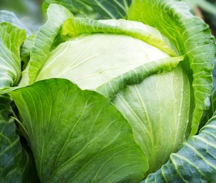 Cabbage  growing on the field. Stock Photos
