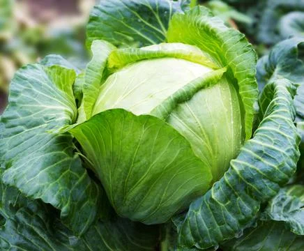 Cabbage  growing on the field. Stock Photos