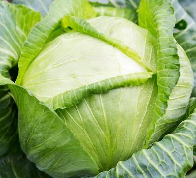 Cabbage  growing on the field. Foto stock