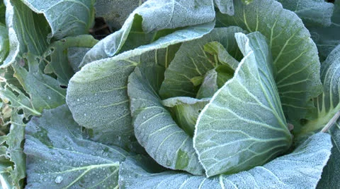 Cabbage growing Stock Footage 25986557