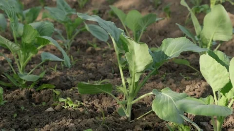 Cabbage growing Stock Footage 156631332