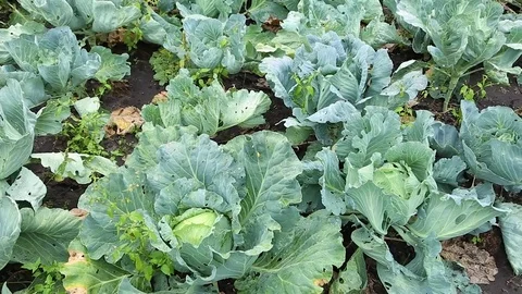 Cabbage growing in the garden. Cabbage leaves nibbled insects, without vide.. Stock Footage 71680949