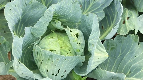 Cabbage growing in the garden. Cabbage leaves nibbled insects, without vide.. Stock Footage 71681801