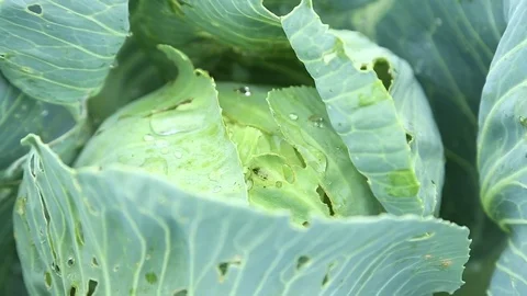 Cabbage growing in the garden. Cabbage leaves nibbled insects, without vide.. Video stock 72619144