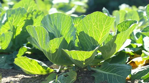 Cabbage growing in the garden Stock-Footage 39653102