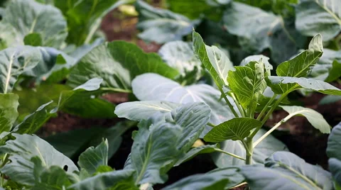 Cabbage growing in the garden. Stock Footage 67575792