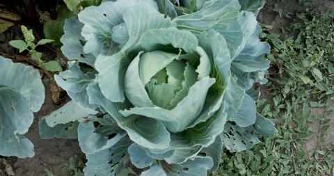 Cabbage growing on the garden Video stock 117215777