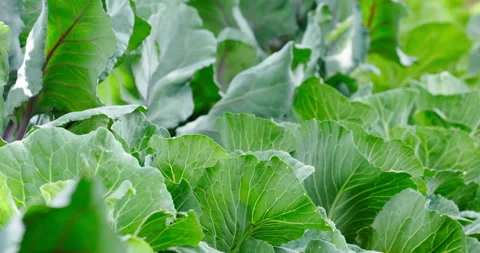 Cabbage growing in the garden Stock Footage 132320797