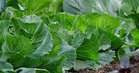 Cabbage growing in the garden Stock Footage 132321026