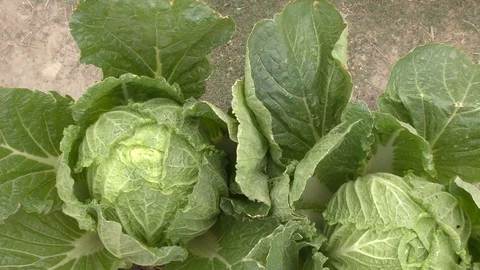 Cabbage growing in garden at home in open pots. Video stock 126768271