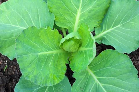 Cabbage growing in the garden Stock Photos