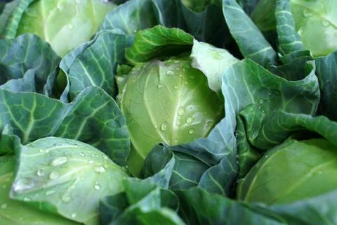 Cabbage growing in the garden Stock Photos