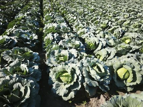 Cabbage growing in the garden 스톡 사진