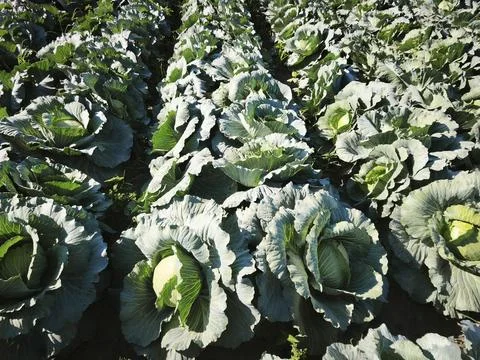 Cabbage growing in the garden 스톡 사진
