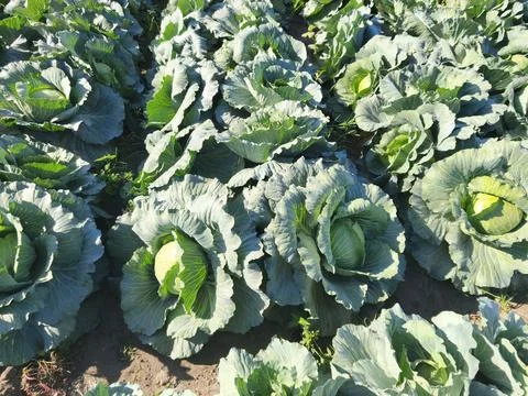 Cabbage growing in the garden 스톡 사진