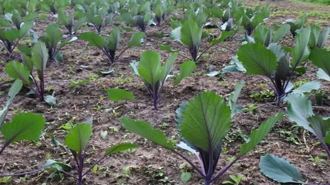 Cabbage growing in the garden in rows on an open ground farm. Stock Footage 197498769