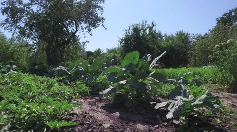 Cabbage growing in garden on small vegetable garden on farm Video stock 66060527
