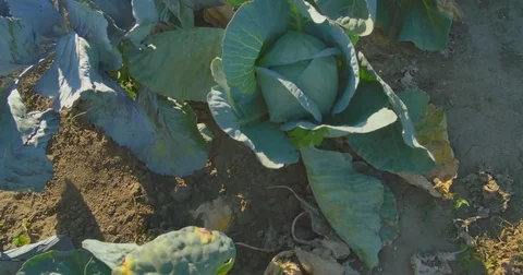 Cabbage growing on the garden in the sunlight. Stock Footage 80121891