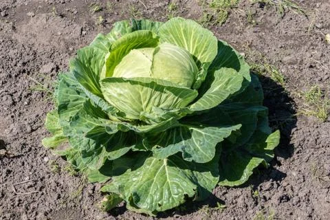 Cabbage growing in the ground Stock Photos