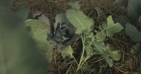 Cabbage growing organic garden Stock Footage 76413730