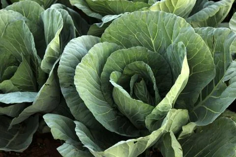 Cabbage growing Stock Photos