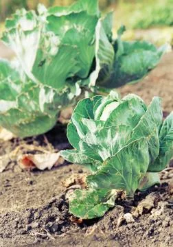 Cabbage growing Stock Photos