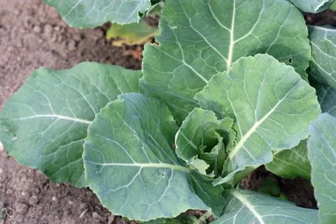Cabbage growing in soil Stock Photos