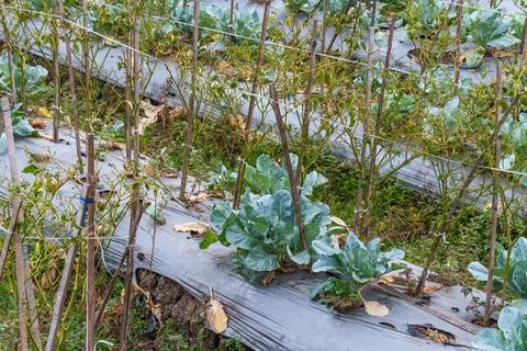 Cabbage Growing Through Plastic Mulch as Dry Season Crop 스톡 사진