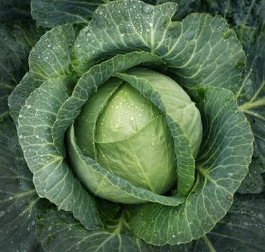 Cabbage growing. Top view Foto stock