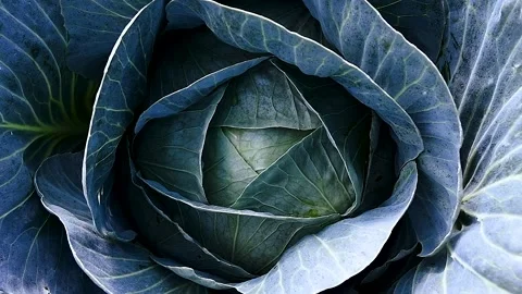 Cabbage is grown in field. Cabbage heads Stock-Footage 221350641