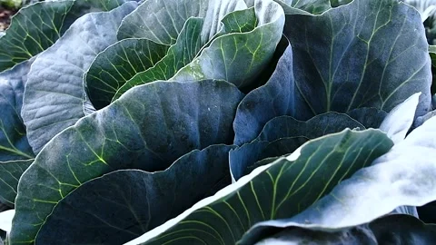 Cabbage is grown in field. Cabbage heads Stock-Footage 221350677