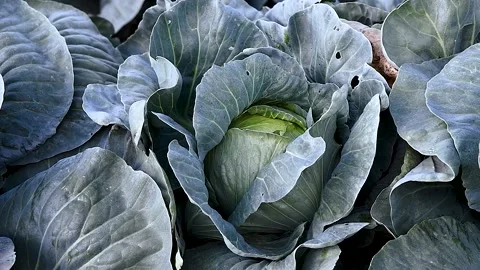 Cabbage is grown in field. Cabbage heads Vídeo Stock 221350775