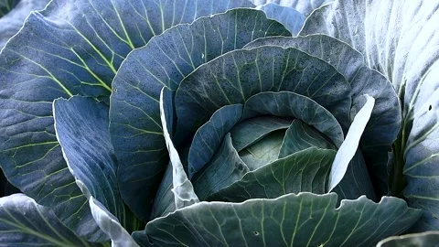 Cabbage is grown in field. Cabbage heads 動画素材 223688466