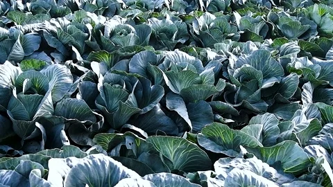 Cabbage is grown in field. Cabbage heads 動画素材 223688534