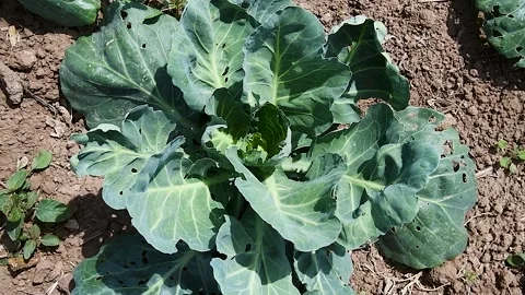 Cabbage is grown in field Видео 220031871
