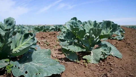 Cabbage is grown in field 動画素材 220445752