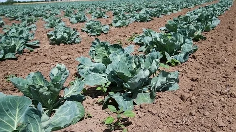 Cabbage is grown in field Stock Footage 225325618