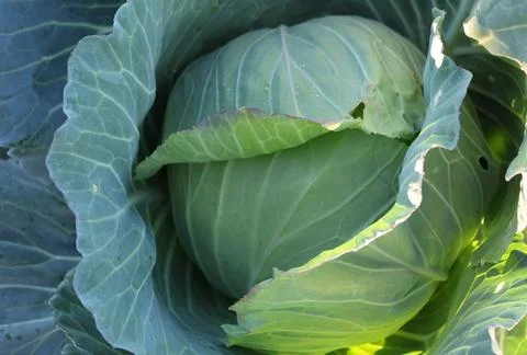 Cabbage grown in fields without the use of pesticides. organic farming Stock Photos