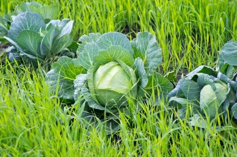 The cabbage grown Stock Photos