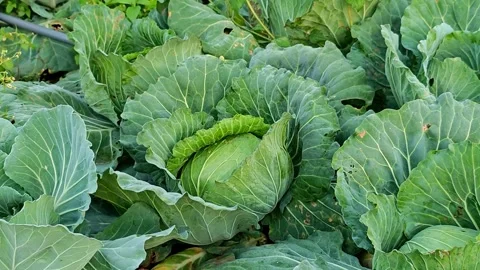 Cabbage grows in an agricultural field. Stock Footage 304592410
