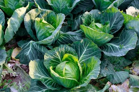 Cabbage grows close up in sunlight. Growing cabbage in a field or in a farmer Stock Photos