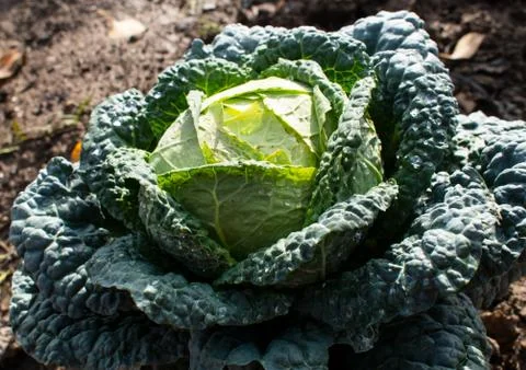 The cabbage grows on the farm Stock Photos