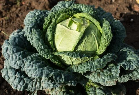 The cabbage grows on the farm Stock Photos