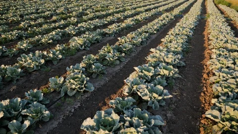 Cabbage grows in the farmer field Stock Footage 123422341