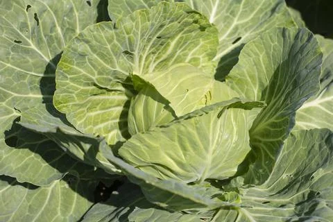 Cabbage grows in the garden. Agricultural industry. Growing cabbage. Stock Photos